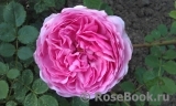 Princess Alexandra of Kent Princess Alexandra of Kent