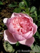 The Alnwick Rose The Alnwick Rose