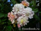 Brise Parfum Brise Parfum