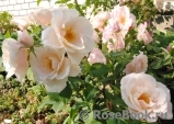 Jardins d'Albertas