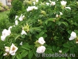 Rosa rugosa f. Alba Rehder Rosa rugosa f. Alba Rehder