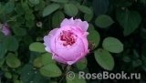 The Alnwick Rose The Alnwick Rose