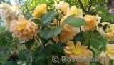 Goldelse Goldelse