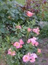 Briosa ® Briosa ®