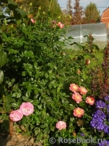 Briosa ® Briosa ®