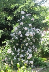 Perennial Blush Perennial Blush