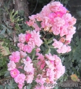Heavenly Pink Heavenly Pink