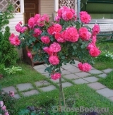 Rosarium Uetersen Rosarium Uetersen