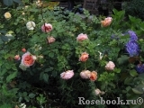 Abraham Darby Abraham Darby