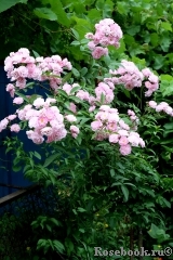 Heavenly Pink Heavenly Pink