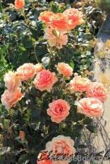 Ashram Ashram
