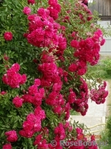 Excelsa Excelsa