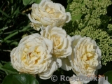 Cream Abundance Cream Abundance