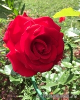 Rouge Meilland Rouge Meilland