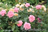 La Rose de Molinard ® La Rose de Molinard ®