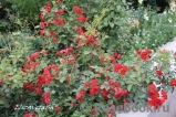 Scarlet Scarlet