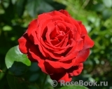 Grande Amore Grande Amore