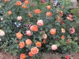 Lady of Shalott Lady of Shalott