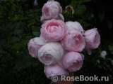 Hans Gonewein Rose Hans Gonewein Rose