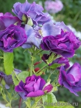 Rhapsody in Blue Rhapsody in Blue