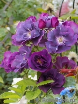 Rhapsody in Blue Rhapsody in Blue