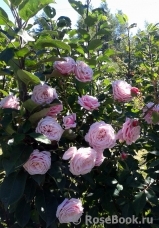 Blossomtime Blossomtime