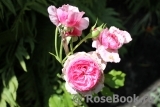 Vitalrose Madame Pompadour Vitalrose Madame Pompadour