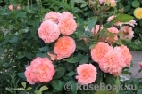 Augusta Luise Augusta Luise