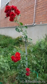 Amadeus Amadeus