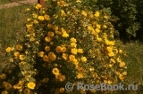 Persian Yellow Persian Yellow