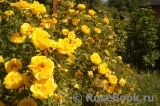 Persian Yellow Persian Yellow