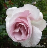 La Rose du Petit Prince La Rose du Petit Prince