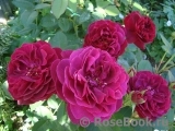 Darcey Bussell Darcey Bussell