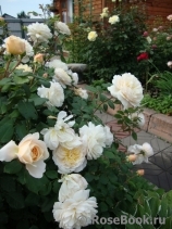 Crocus Rose® Crocus Rose®