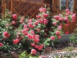 Rosarium Uetersen Rosarium Uetersen