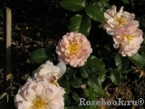 Twiggy’s Rose Twiggy’s Rose