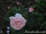 Twiggy’s Rose Twiggy’s Rose