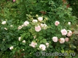 Morden Blush Morden Blush