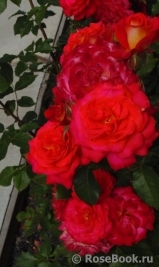 Midsummer Midsummer
