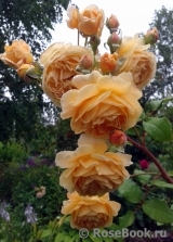 Crown Princess Margareta® Crown Princess Margareta®