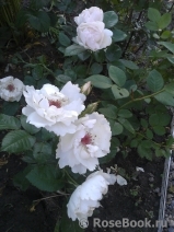 Jacqueline du Pre Jacqueline du Pre