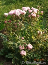 The Alnwick Rose The Alnwick Rose