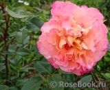 Augusta Luise Augusta Luise