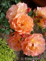 Westerland Westerland