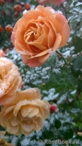 Apricot Clementine Apricot Clementine