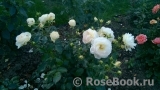 Marie Antoinette Marie Antoinette
