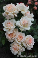 Chandos Beauty Chandos Beauty
