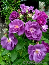 Rhapsody in Blue Rhapsody in Blue