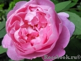 Mary Rose Mary Rose