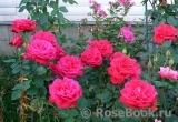 Dame de Coeur Dame de Coeur